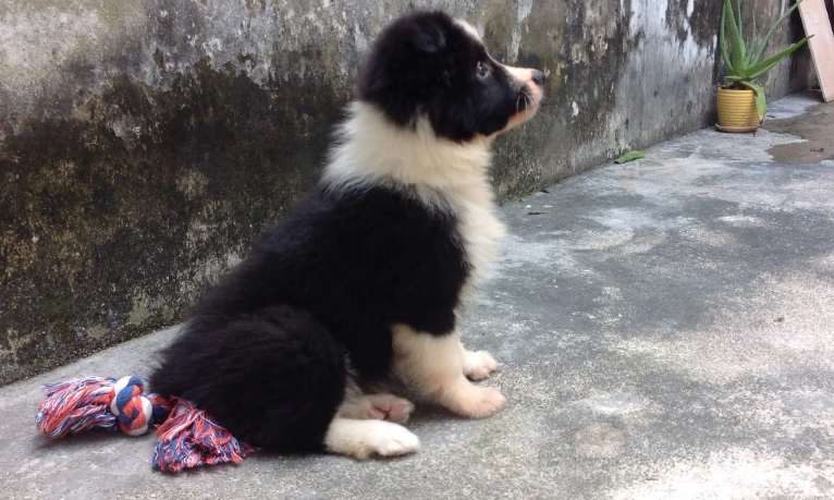 为什么边牧不能做警犬 为什么边牧不能做警犬