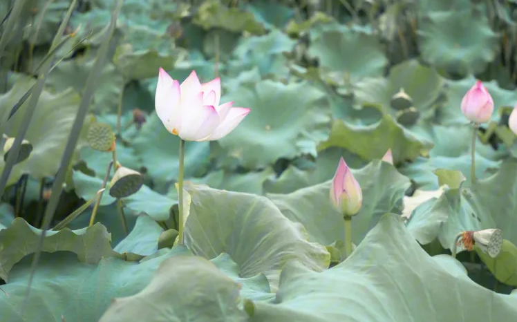 荷花象征意义