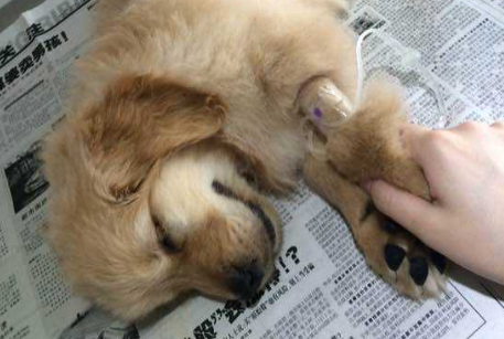 犬瘟热初期症状怎么治