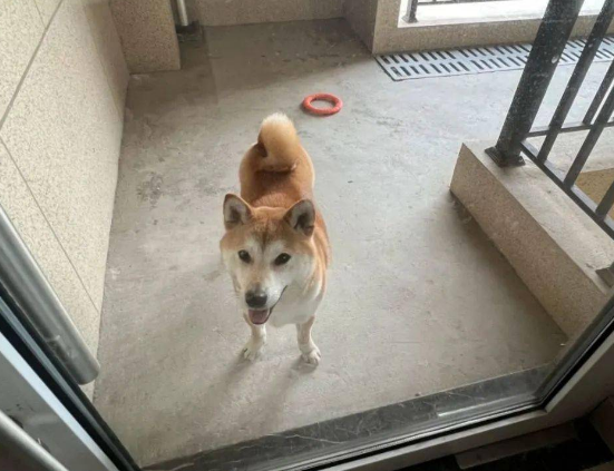 邻居家柴犬每天都来找自己玩,还自带玩具,被小狗喜欢也太幸福了! 邻居家柴犬每天都来找自己玩,还自带玩具,被小狗喜欢也太幸福了!