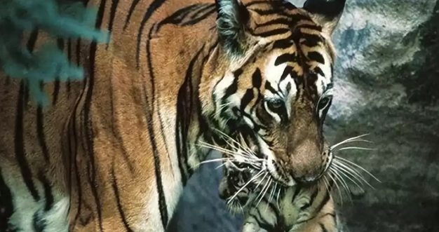 老虎会吃掉猫吗?探究猫科动物之间的关系 老虎会吃掉猫吗?探究猫科动物之间的关系