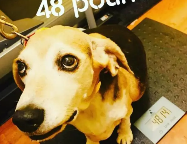 胖成煤气罐的比格犬惨遭遗弃,被领养后一年半甩掉23公斤! 胖成煤气罐的比格犬惨遭遗弃,被领养后一年半甩掉23公斤!