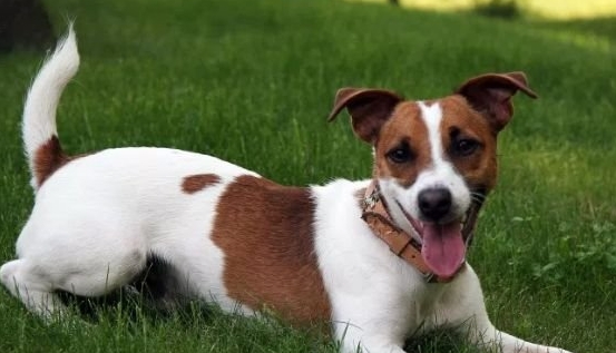杰克罗素梗犬凶不凶缺点