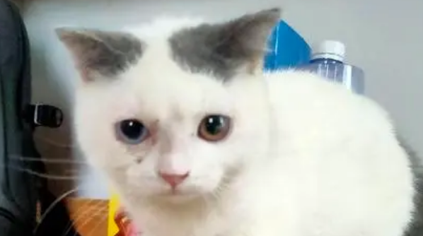 净梵猫贵还是蓝白贵