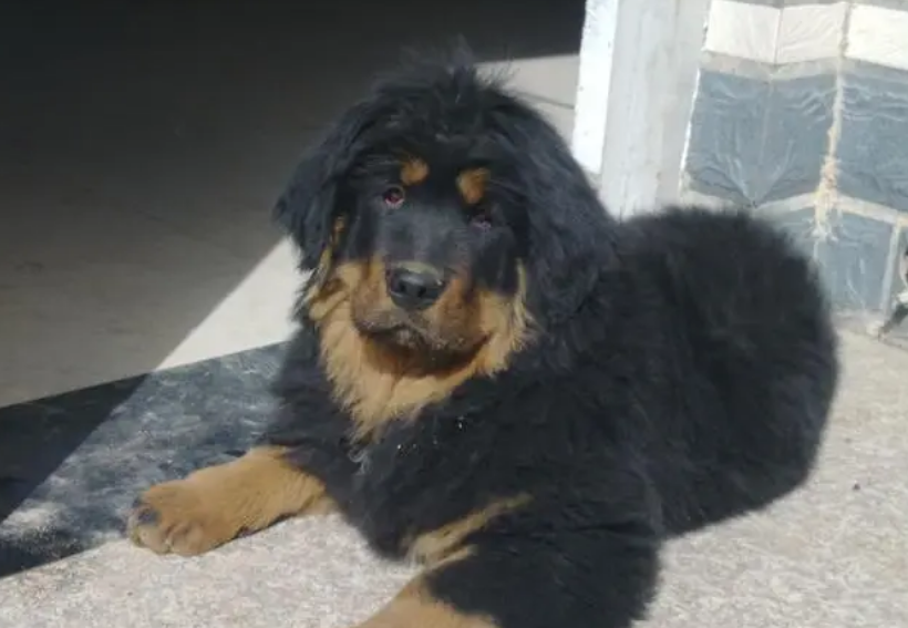 能养藏獒的是啥家庭