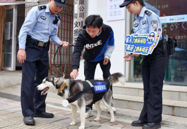 迷路哈士奇被送到派出所，变身“反诈汪”成“团宠”