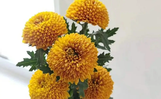 乒乓菊花语是什么意思