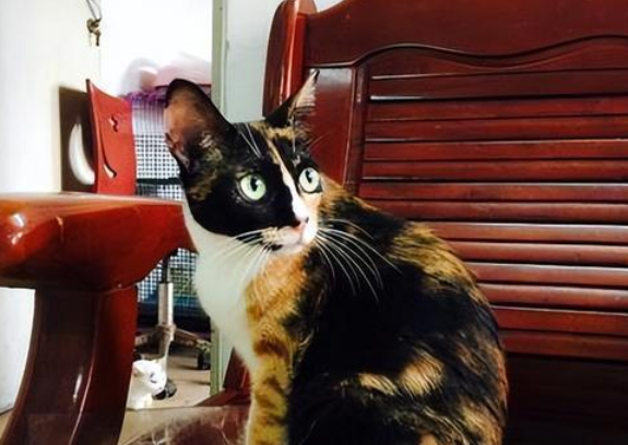 为什么玳瑁猫珍贵呢 为什么玳瑁猫珍贵呢