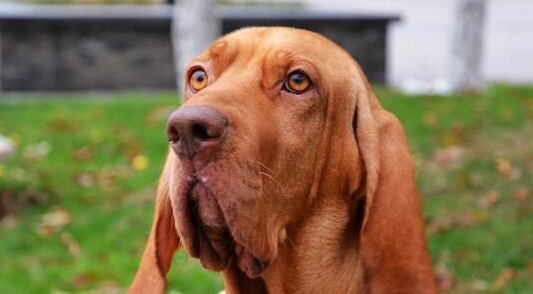 寻血猎犬如何饲养,给予充足的水是十分重要的 寻血猎犬如何饲养,给予充足的水是十分重要的