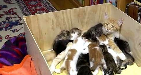 猫妈生了12只小猫，每次喂奶都生无可恋：感觉身体被掏空