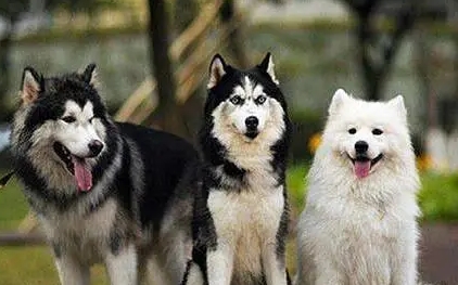 雪撬三傻是哪三种犬照片