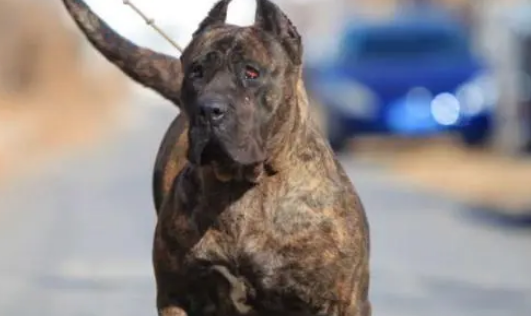 加纳利犬为什么咬主人