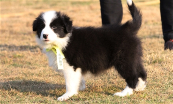 边境牧羊犬养殖基地