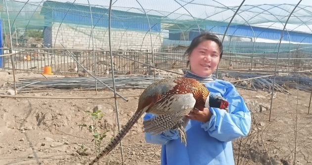 冒牌野鸡闹市蒙人 其实是家养七彩山鸡