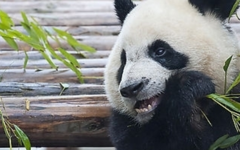 大熊猫那么喜欢吃竹子,不会伤到自己的嘴巴吗?看到答案真相了 大熊猫那么喜欢吃竹子,不会伤到自己的嘴巴吗?看到答案真相了