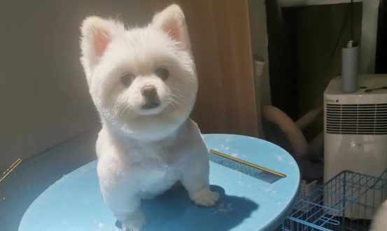 俊介是什么狗?其实就是博美犬的一种 俊介是什么狗?其实就是博美犬的一种