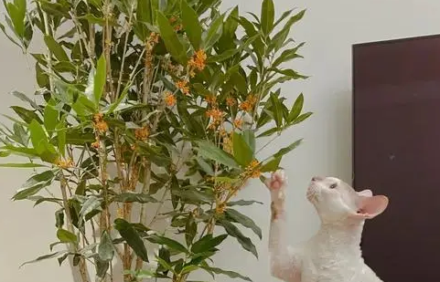 金桂什么时候开花 金桂什么时候开花