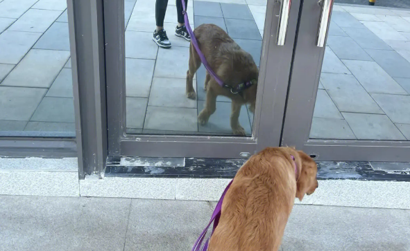 多地发布倡议书呼吁文明养犬 多地发布倡议书呼吁文明养犬