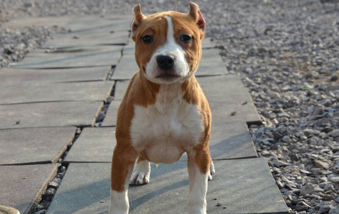 美系斯塔福犬多少钱