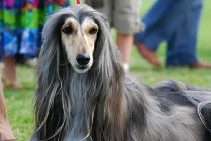 阿富汗猎犬聪明吗？孤傲内敛是它的性格