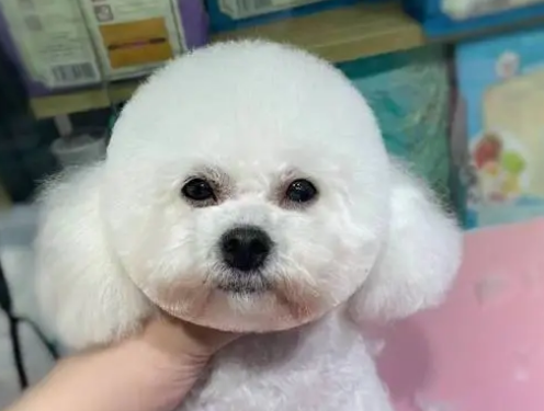 荣宠宠物医院(和昌店)怎么样？了解一下吧