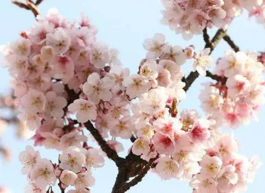 梅花的花蕊是什么颜色 梅花的花蕊是什么颜色