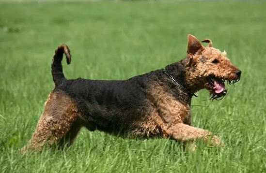 梗犬种类大全 梗犬种类大全