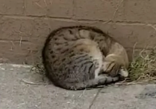 狸花猫被丢弃后，闷闷不乐躲在墙角不吃不喝，直到被人带回新家