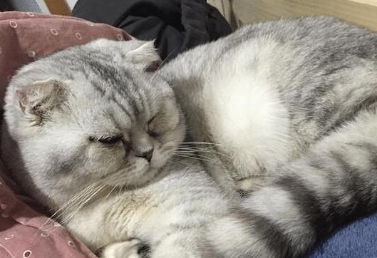 江苏一男子欠钱不还，12只猫咪被拍卖抵债！网拍方：首次法拍宠物