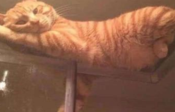 猫咪偷窥主人洗澡，各种小姿势进行偷瞄，主人：你是认真的吗？