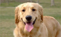 金毛寻回犬电影