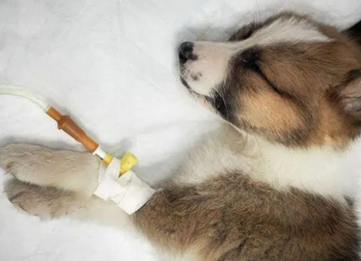 犬瘟热的治疗方法