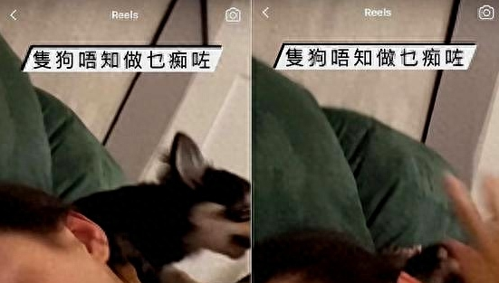 张柏芝与自己的宠物狗玩闹，结果却被其咬伤脖子和手臂多处位置！
