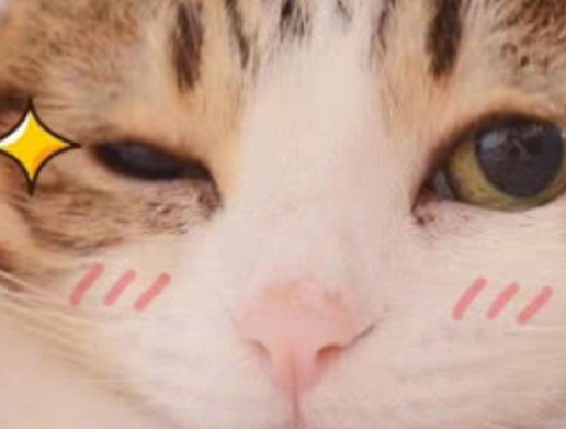 小伙对猫咪特别有感情,眼中含泪舍不得分开,猫的回应令人感动! 小伙对猫咪特别有感情,眼中含泪舍不得分开,猫的回应令人感动!