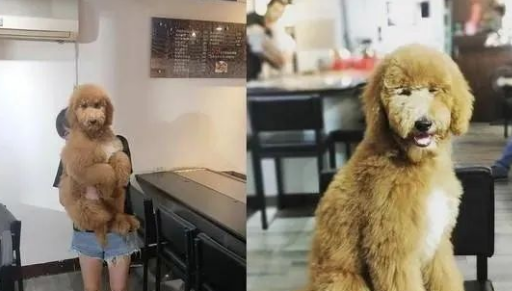 贵宾犬在便利商店被误认成是熊娃娃,网友:哪里有卖?跪求... 贵宾犬在便利商店被误认成是熊娃娃,网友:哪里有卖?跪求...