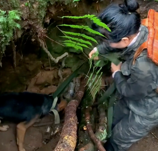 两只狗掉进了狩猎陷阱里，路过好心人齐心救助