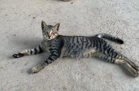 养狸花猫十大禁忌 养狸花猫十大禁忌
