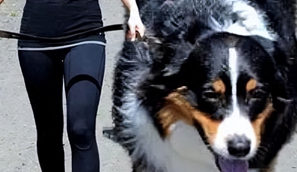 养一只大型犬是什么体验?网友:太崩溃了 养一只大型犬是什么体验?网友:太崩溃了