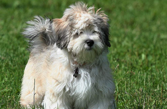 哈瓦那犬是土狗吗