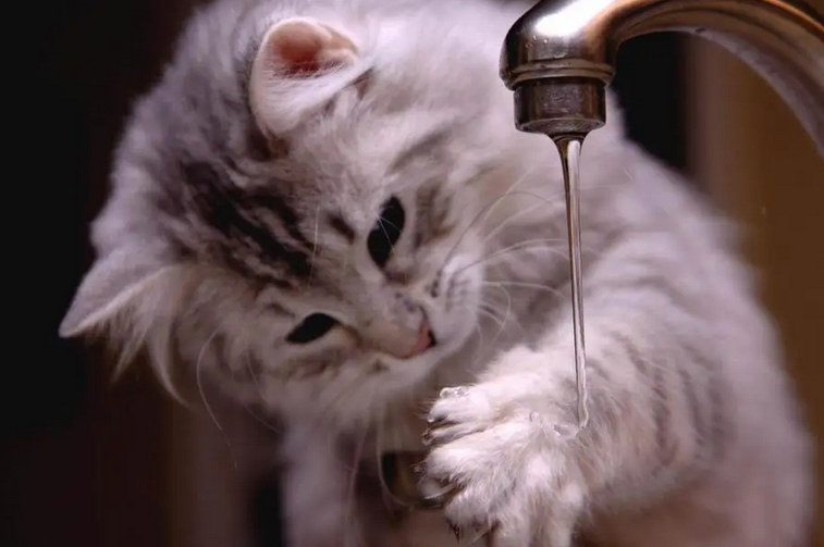 猫咪7种常见姿势解析,出现这些动作可能是它在忍痛 猫咪7种常见姿势解析,出现这些动作可能是它在忍痛