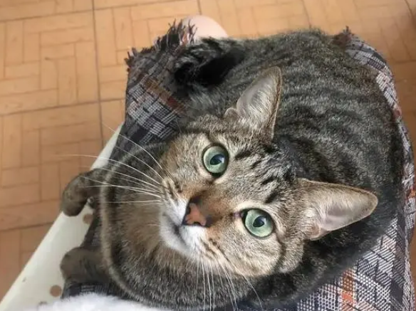 中国狸花猫为什么被cfa除名 中国狸花猫为什么被cfa除名
