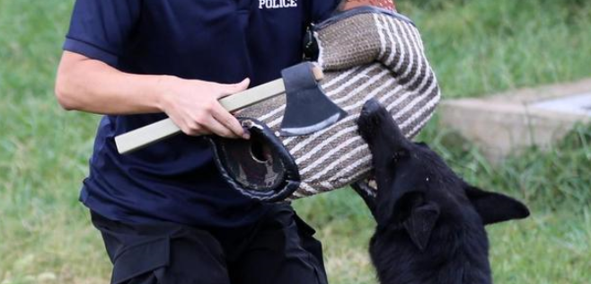 威风凛凛！“神犬警探”是这样炼成的