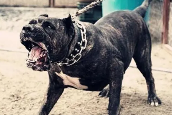 恶犬的主人是谁?白狗的主人已经找到,物业公司不是没事人_宠界新闻
