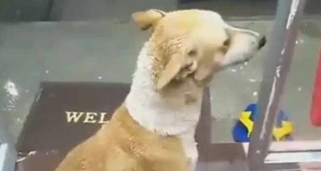 店主邀请流浪狗进来避雨，它却很“犹豫”，雨小点我就走