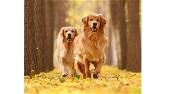 金毛犬的优缺点及性格 金毛犬的优缺点及性格