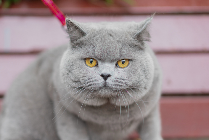 女子网购英国短毛猫收到患病“土猫”,起诉卖家欺诈经调解获赔3000元 女子网购英国短毛猫收到患病“土猫”,起诉卖家欺诈经调解获赔3000元