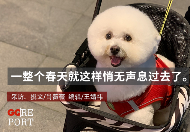 一只比熊犬在上海独自隔离的19天