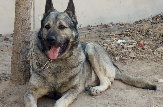 中华狼青犬价格 中华狼青犬价格