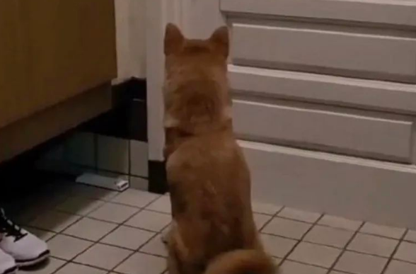 日本新晋网红柴犬出写真,每天等主人回家! 日本新晋网红柴犬出写真,每天等主人回家!