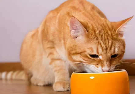 猎奇猫粮生产厂家 猎奇猫粮生产厂家